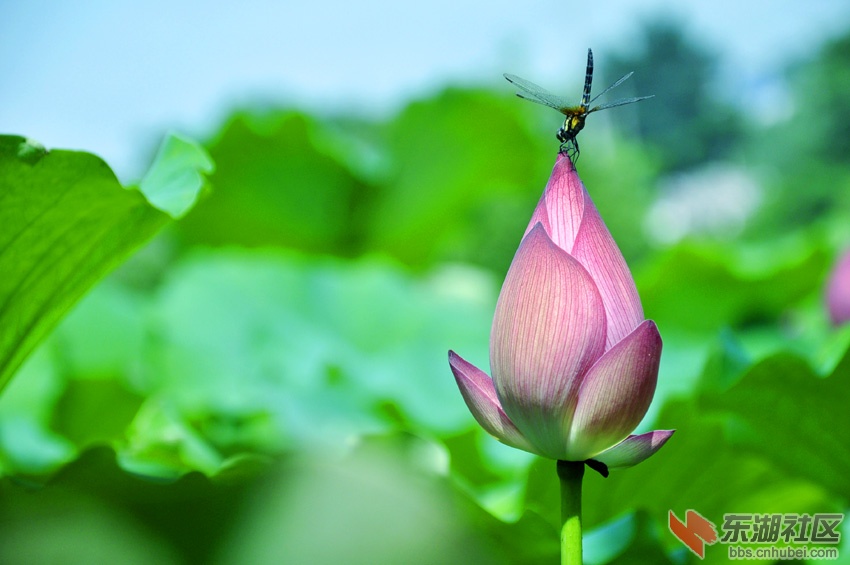 吻荷.jpg