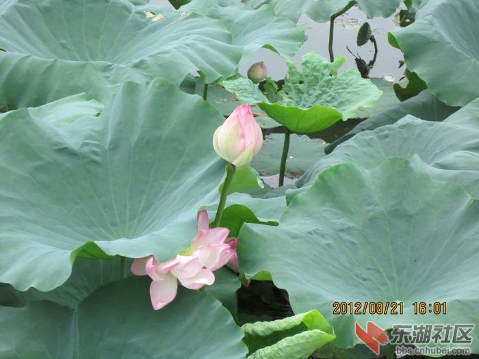 nEO_IMG_照片 233.jpg