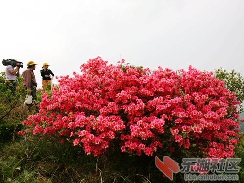 花王.jpg