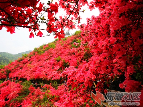 十里杜鹃花山1.jpg