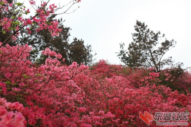 花语山.jpg