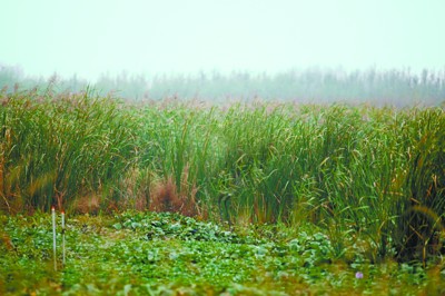 20090922170247612.jpg