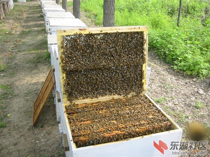 蜂群（蜂量不低于4.5万只