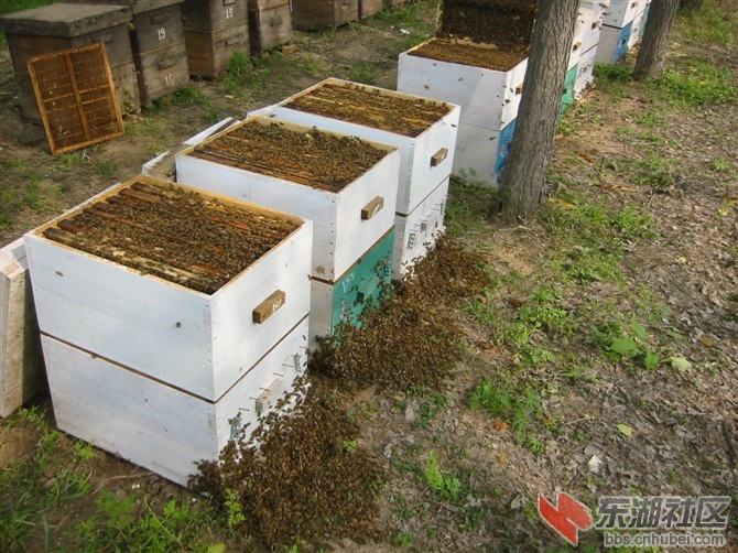 采蜜蜂群