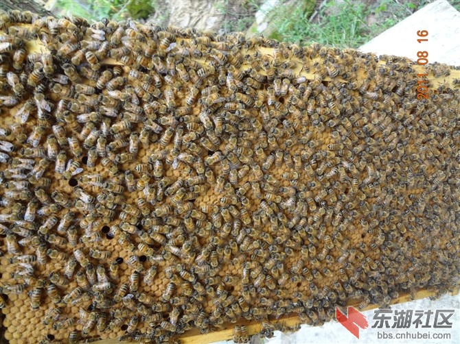 蜂盖子脾