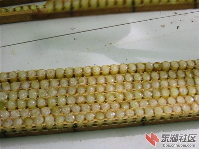 待取的蜂王浆