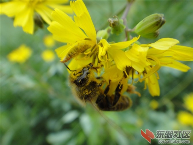 黄花
