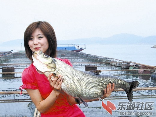 丹江口翘嘴鲌.jpg