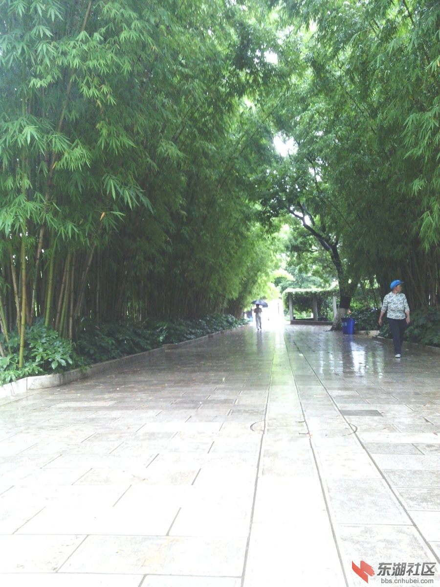 风景竹