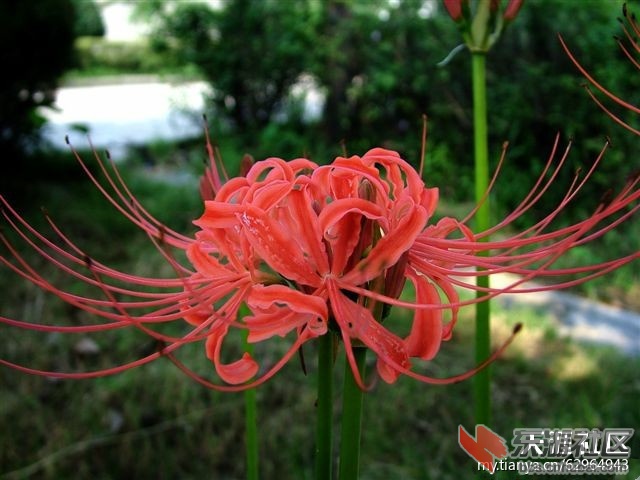 曼珠沙华，很美妙的名字.jpg