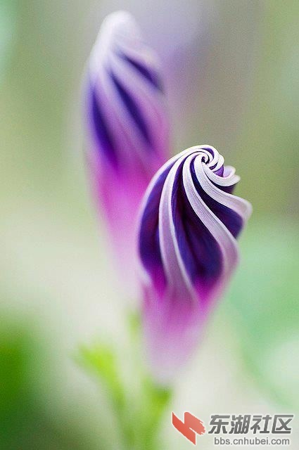 牵牛花居然可以拍成这样美.jpg