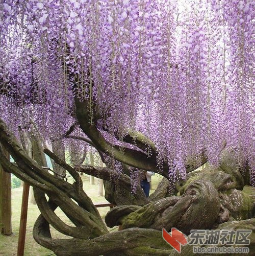 紫藤花.jpg