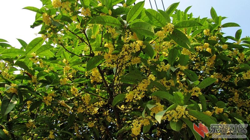 桂花1.jpg