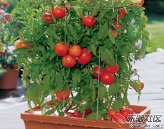 article-new-intro-modal_ehow_images_a02_6f_36_grow-vegetables-balcony-800x800.jpg
