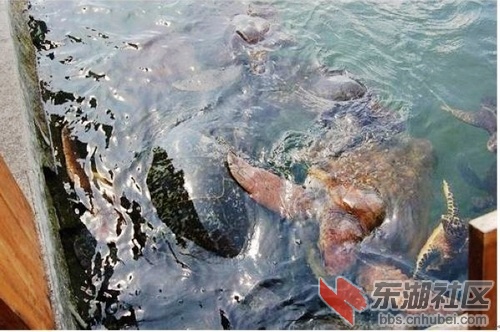 56老龟.jpg