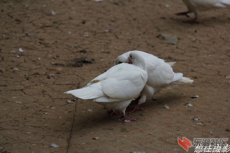IMG_3699FFH.jpg