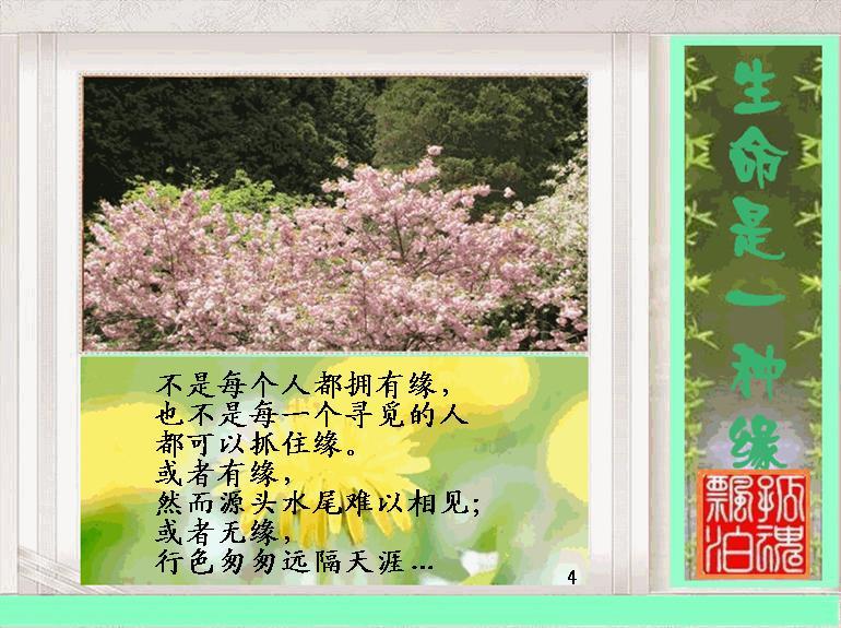 生命是一种缘4.jpg