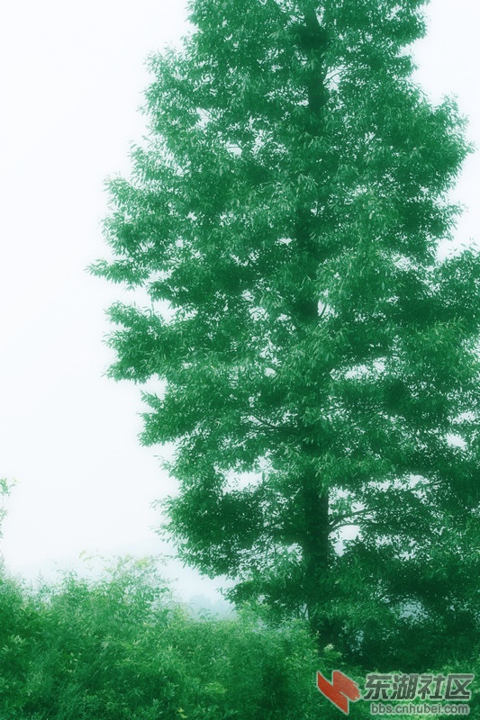 树.jpg