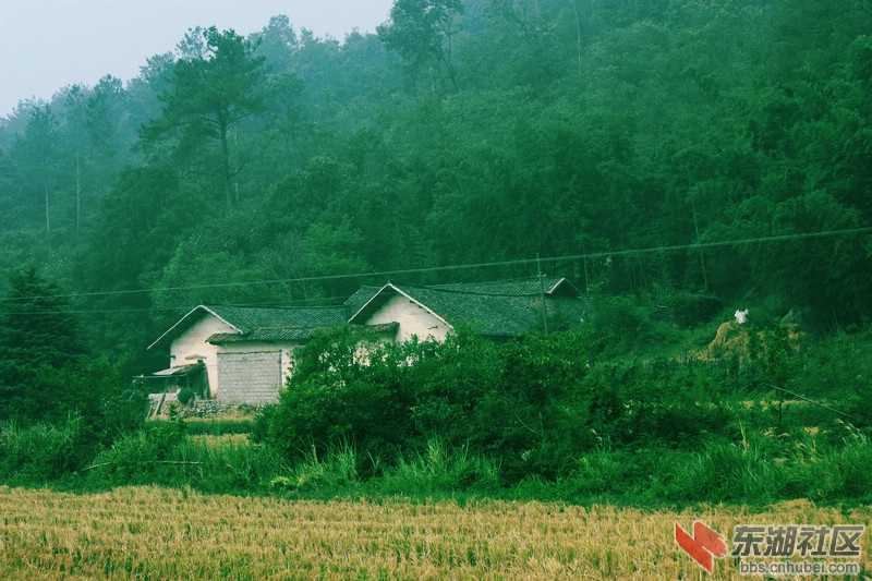 竹林.jpg