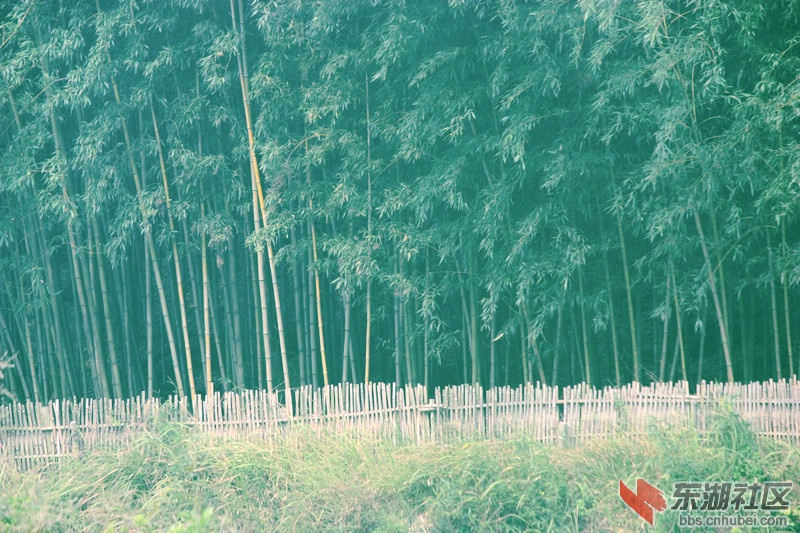 竹林2.jpg
