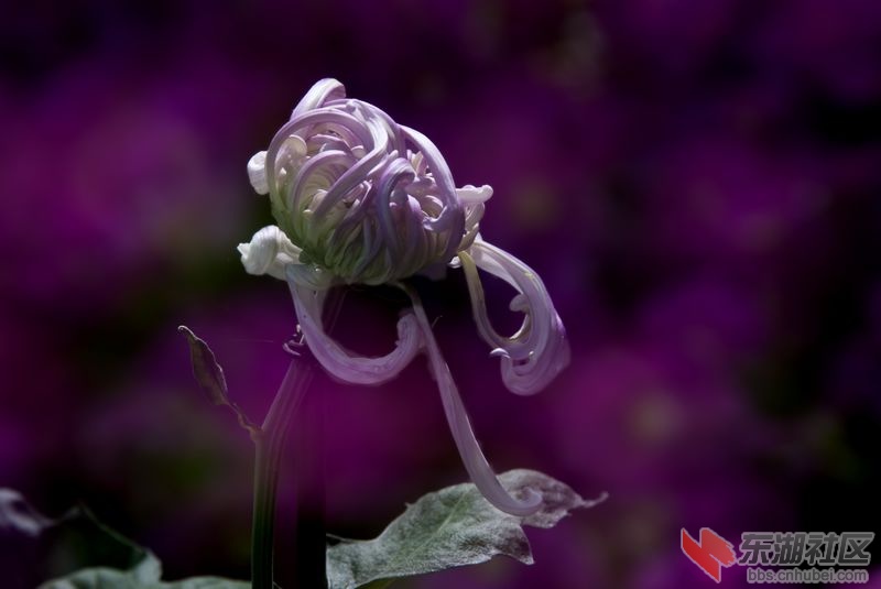 DSC_5329.jpg