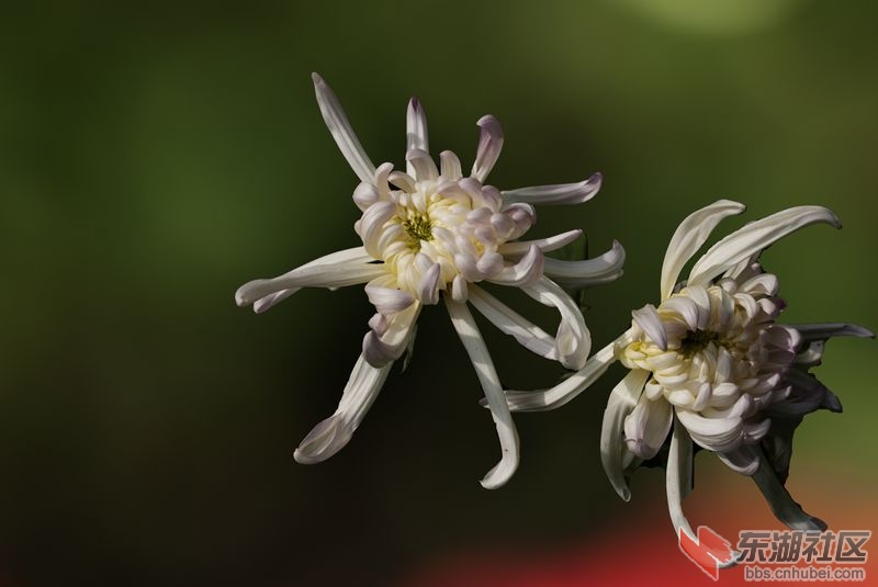 DSC_5333..2.jpg