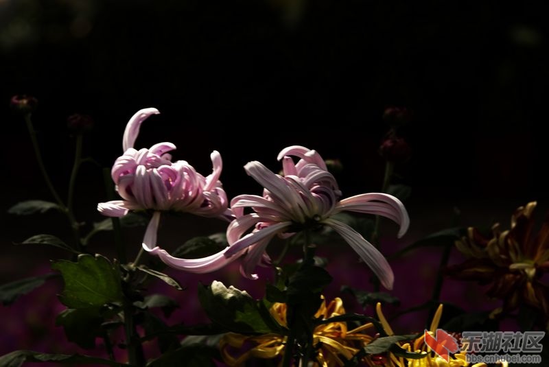 DSC_5355.jpg