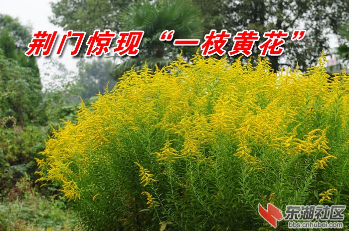 123456ztytl4tz246dwll1.jpg