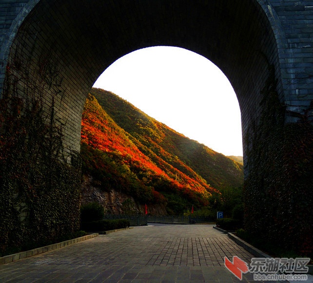 红叶2.jpg
