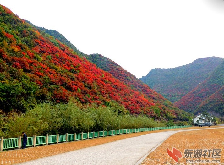 红叶a.jpg