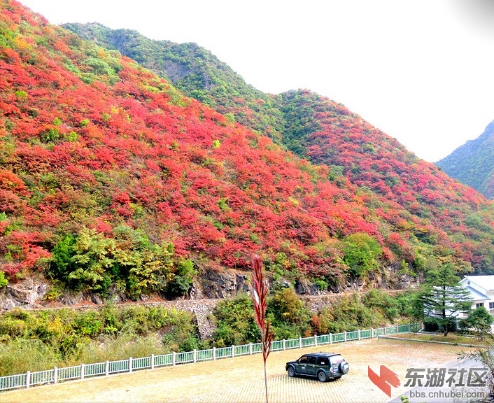 红叶e.jpg
