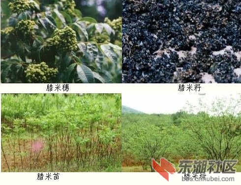 QQ拼音截图未命名.jpg