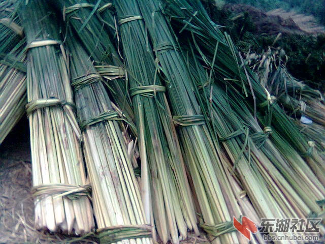 pucao1.jpg