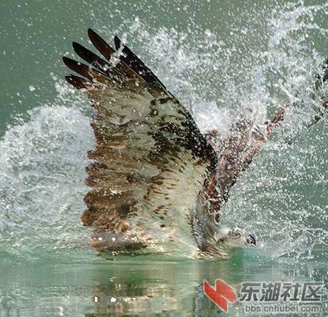 鱼鹰6.jpg