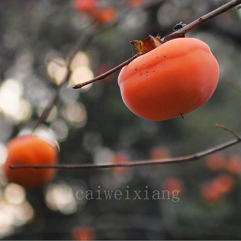 DSC_0427柿子上传 蔡维祥摄.jpg