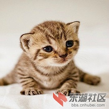 宠物猫咪