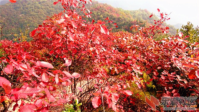 五龙河红叶_副本.jpg