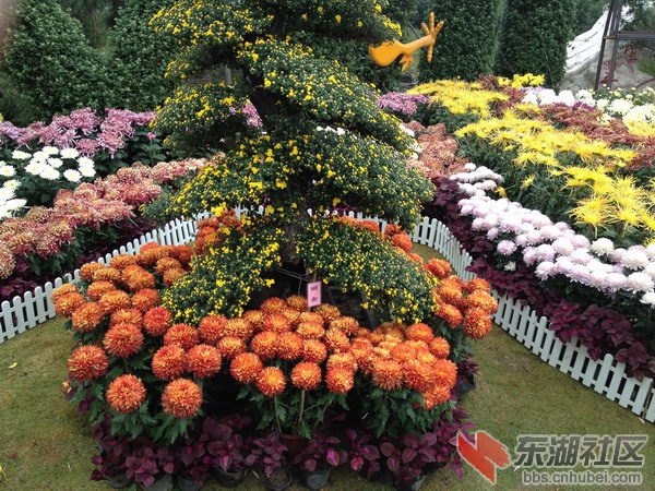 菊4.jpg