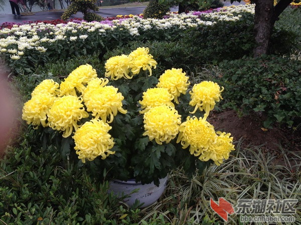 菊1.jpg