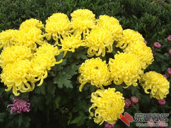 菊2.jpg