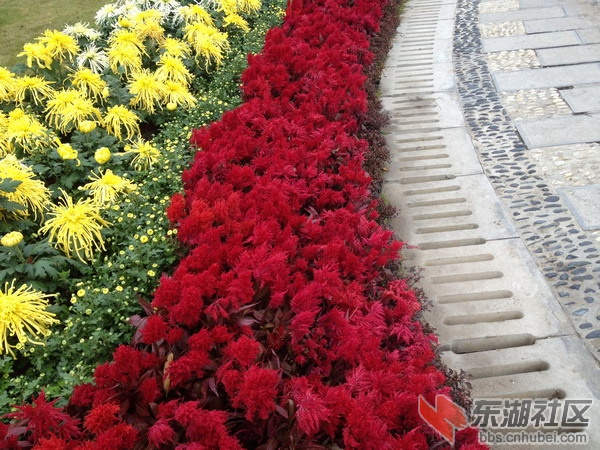 菊4.jpg
