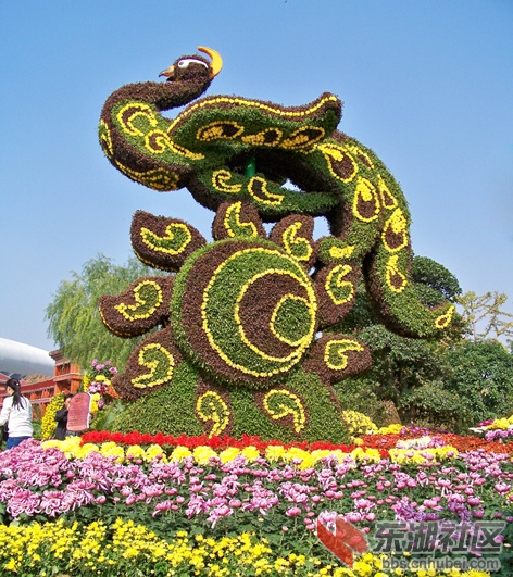 荆州菊花黄.jpg