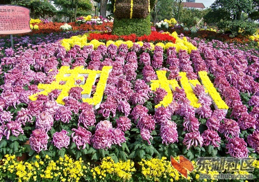 荆州菊花黄1.jpg
