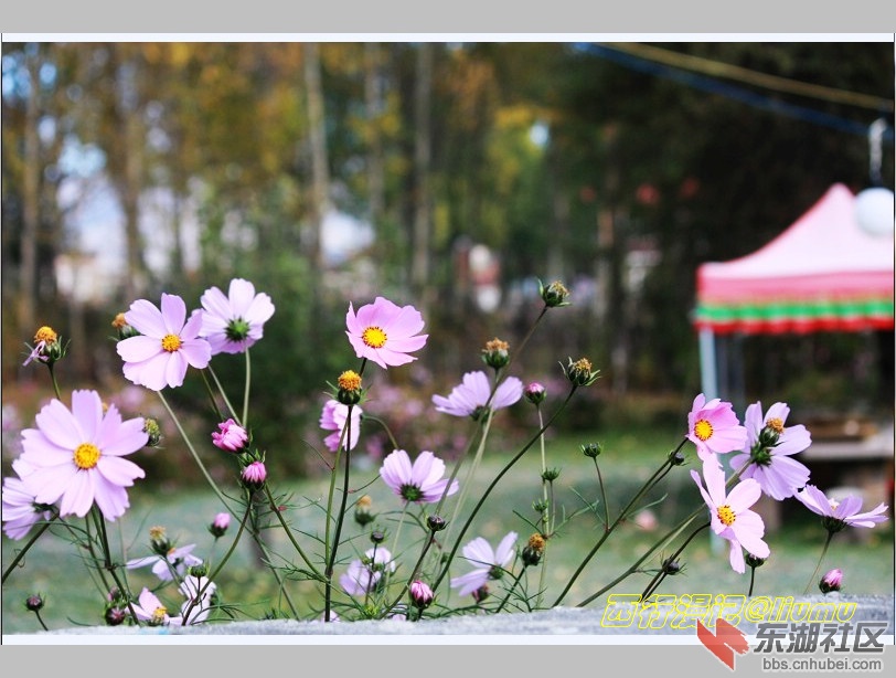格桑花儿.jpg