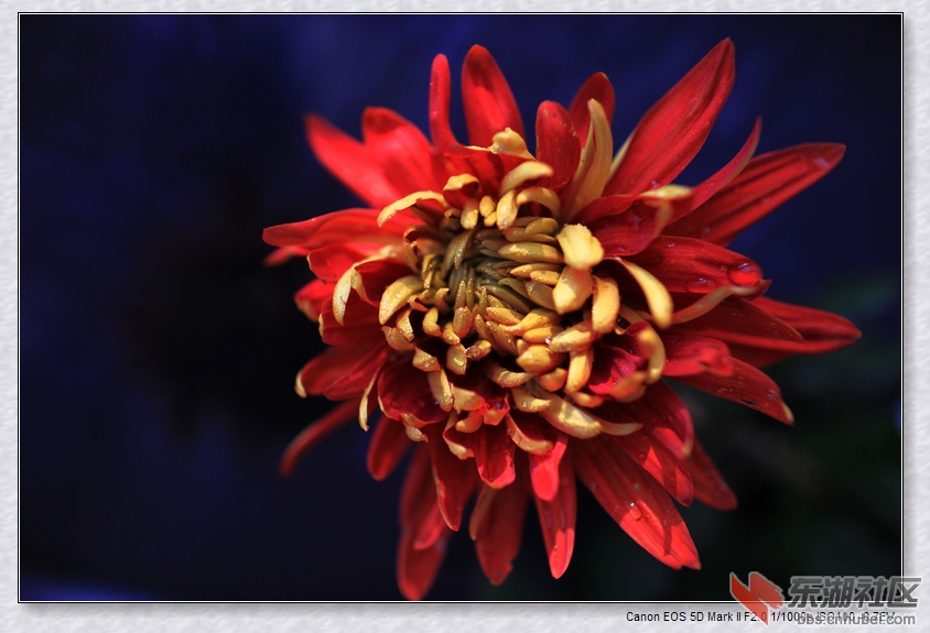 菊花X_5728.jpg