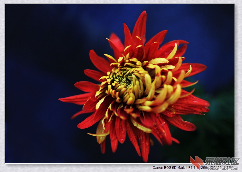 菊花X_5714.jpg