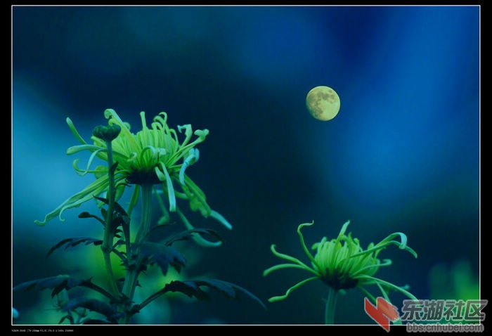 菊花02.jpg