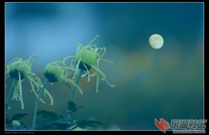 菊花01.jpg