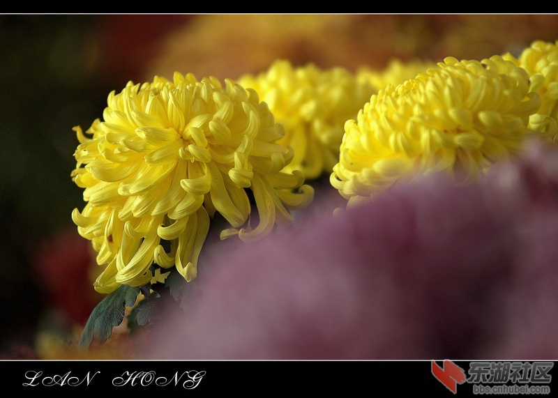_L0H0041.NEF.jpg