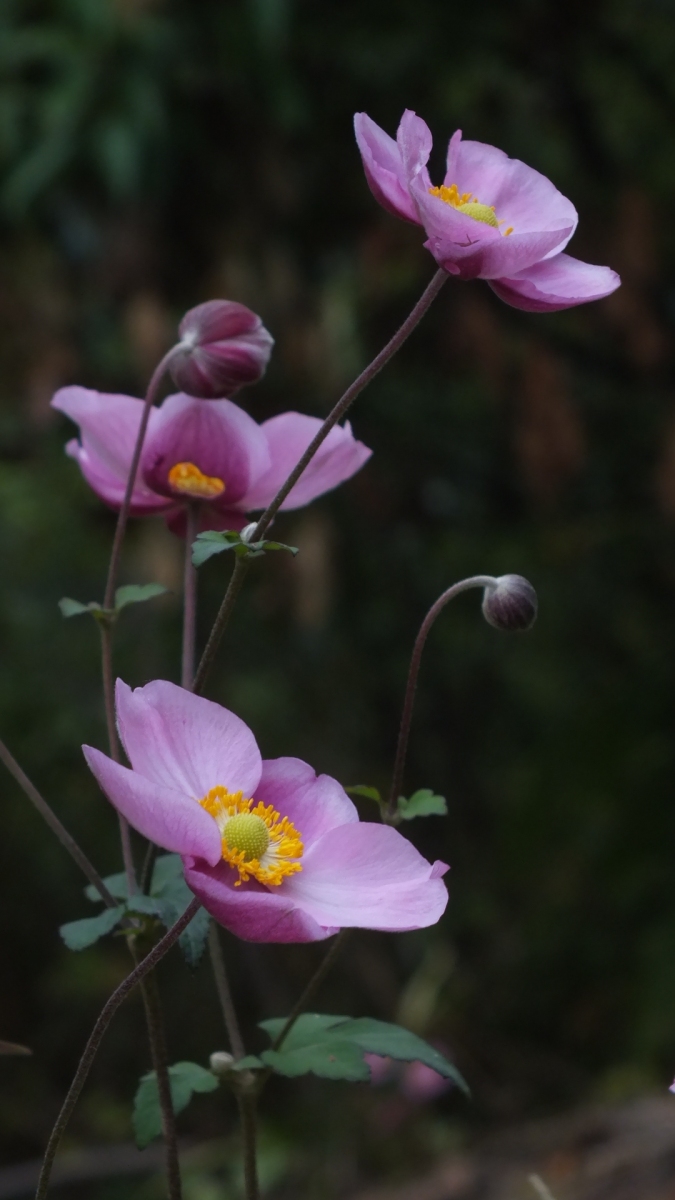 DSCF1935.JPG